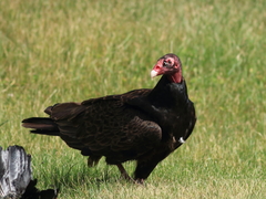 Turkey Vulture photo 3