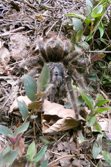 Grammostola