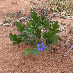 Erodium cygnorum
