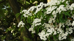 Photinia bodinieri