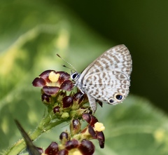 Leptotes cassius theonus