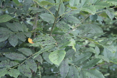 Mycosphaerella effigurata