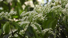 Photinia bodinieri