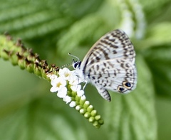 Leptotes cassius theonus