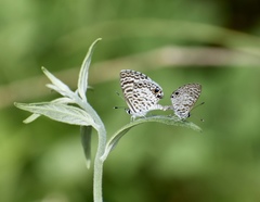 Leptotes cassius theonus