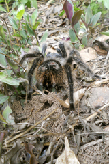 Grammostola