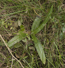 Chloraea membranacea