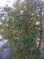 Aquifoliaceae