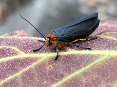 Gnamptonychia ventralis