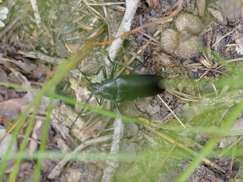 Sphenostethus taslei photo 3
