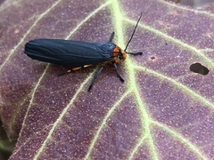 Gnamptonychia ventralis