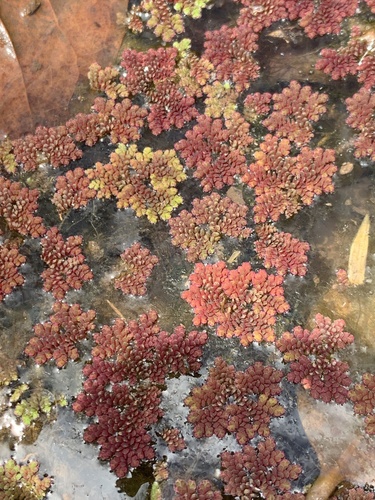 Azolla filiculoides observed 2021-06-23