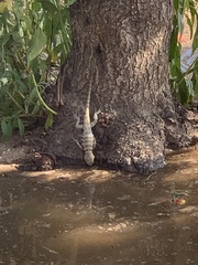 Sceloporus uniformis