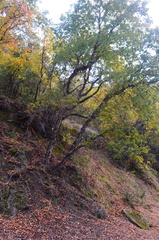 Nothofagus glauca