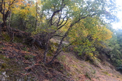 Nothofagus glauca