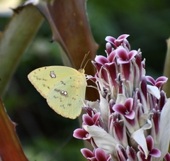 Phoebis sennae sennae