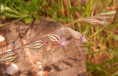 Silene secundiflora