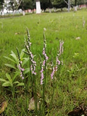 Spiranthes sinensis