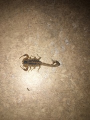 Centruroides vittatus