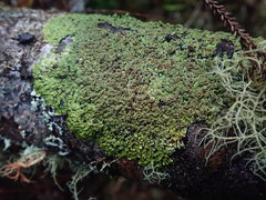 Pannaria sphinctrina