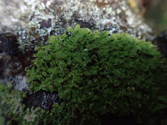 Pannaria sphinctrina