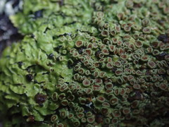 Pannaria sphinctrina