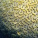 Diploria labyrinthiformis - Photo (c) Steven Severinghaus,  זכויות יוצרים חלקיות (CC BY-NC-SA)