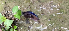 Euploea eunice hobsoni