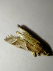 Nyctegretis lineana