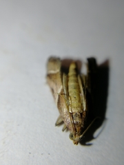 Nyctegretis lineana