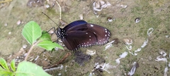 Euploea eunice hobsoni