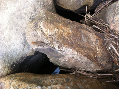 Lampropholis guichenoti