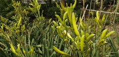 Hemerocallis citrina