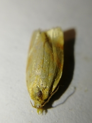 Aphelia stigmatana