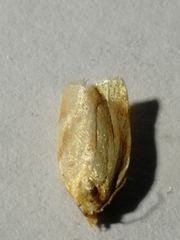 Aphelia stigmatana