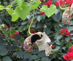 Aristolochia cymbifera