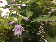 Hosta ventricosa