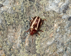 Calligrapha bidenticola