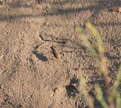 Cicindela tenuisignata