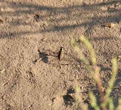 Cicindela tenuisignata