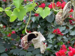 Aristolochia cymbifera