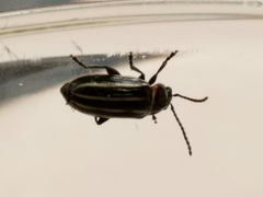 Disonycha pensylvanica