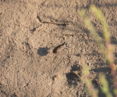 Cicindela tenuisignata