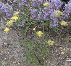 Harbouria trachypleura