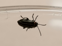 Disonycha pensylvanica