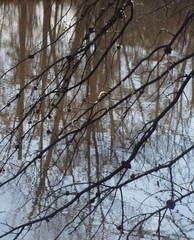 Callirhytis quercuscornigera