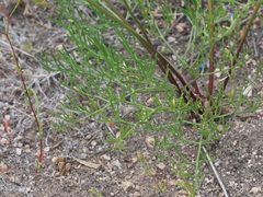 Harbouria trachypleura