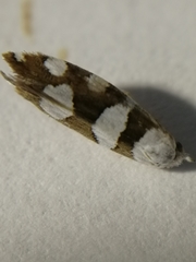 Argyresthia brockeella