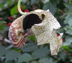 Aristolochia cymbifera
