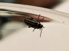 Disonycha pensylvanica